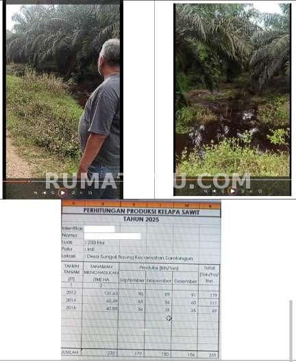 Lahan sawit Soralangun Jambi